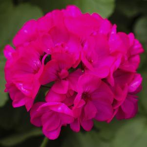 Geranium Interspecific pelargonium interspecific 'Calliope Medium Deep Rose'