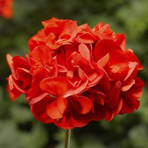 Geranium Interspecific pelargonium interspecific 'Calliope Medium Scarlet'