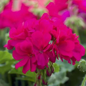 Geranium Interspecific pelargonium interspecific 'Calliope Medium Violet'