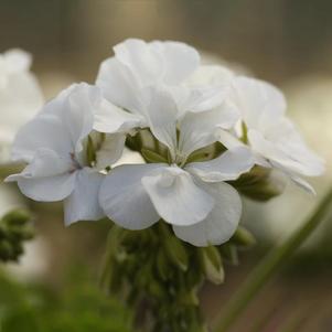 Geranium Zonal Zonal 'Calliope Medium White'