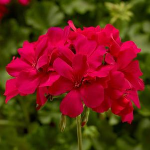 Geranium Interspecific pelargonium interspecific 'Caliente Magenta'