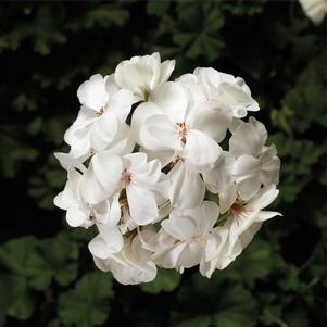 Geranium Interspecific pelargonium interspecific 'Caliente White'