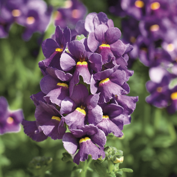 Nemesia frutescens 'Karoo Dark Blue'