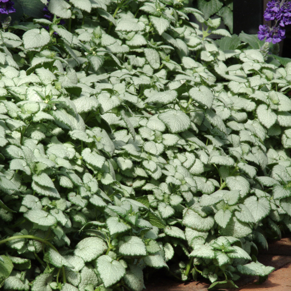 Lamium maculatum 'White Nancy'