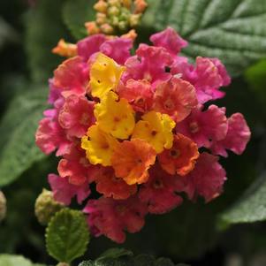 Lantana camara 'Little Lucky Hot Pink'