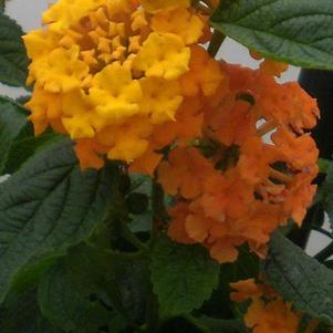 Lantana camara 'Little Lucky Orange'