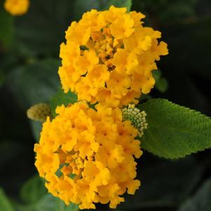 Lantana camara 'Little Lucky Pot of Gold'