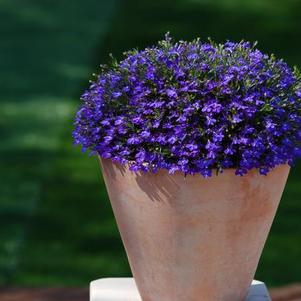 Lobelia erinus 'Suntory Compact Blue'