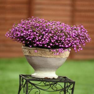 Lobelia erinus 'Suntory Trailing Purple Eye'