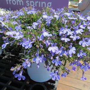 Lobelia erinus 'Suntory Trailing Sky Blue'