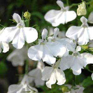 Lobelia erinus 'Suntory Trailing White'