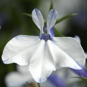 Lobelia erinus 'Techno Heat Upright Delft Blue'