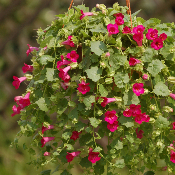 Lophospermum hybrida 'Lofos Compact Rose'