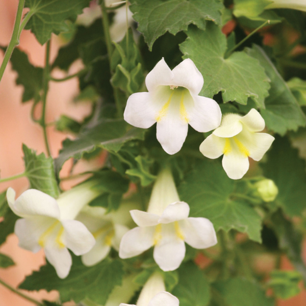 Lophospermum hybrida 'Lofos White'