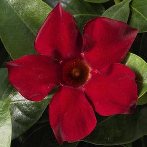 Mandevilla hybrida 'Madinia Deep Red'