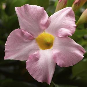 Mandevilla hybrida 'Madinia Pink'