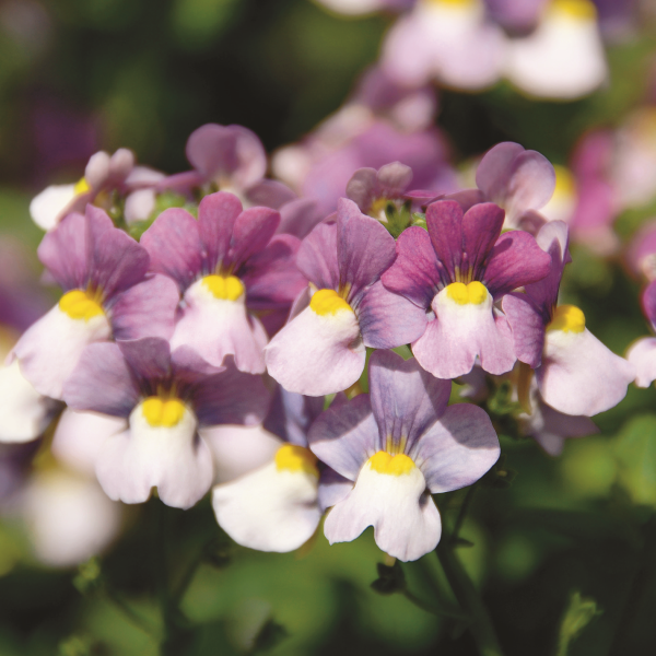 Nemesia frutescens 'Karoo Violet Ice'