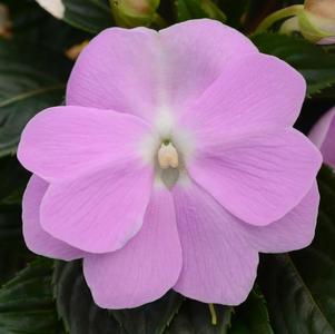 New Guinea impatiens hawkerii 'Color Power Orchid'
