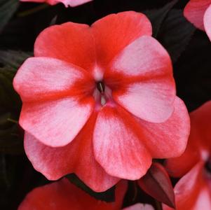 New Guinea impatiens hawkerii 'Color Power White Red Flame'