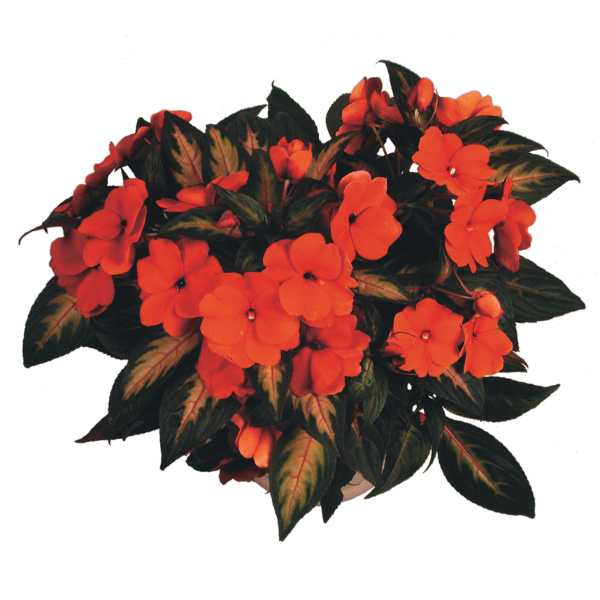 New Guinea impatiens hawkerii 'Painted Paradise Orange'