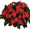 New Guinea impatiens hawkerii 'Painted Paradise Red'