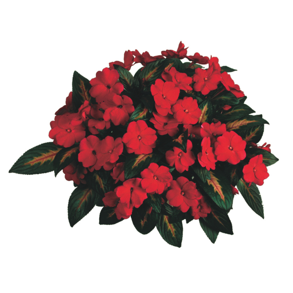 New Guinea impatiens hawkerii 'Painted Paradise Red'