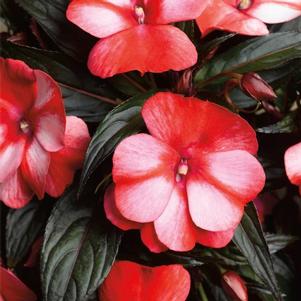 New Guinea impatiens hawkerii 'Sonic Sweet Red'