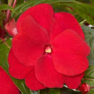 New Guinea impatiens hawkerii 'Super Sonic Dark Red'