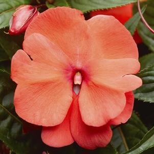 New Guinea impatiens hawkerii 'Super Sonic Deep Salmon'