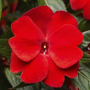 New Guinea impatiens hawkerii 'Super Sonic Deep Scarlet'