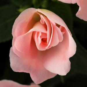 New Guinea impatiens hawkerii 'Wild Romance Blush Pink'