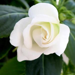 New Guinea impatiens hawkerii 'Wild Romance White'