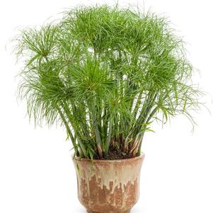 Ornamental Grass papyrus 'Cyperus Prince Tut'