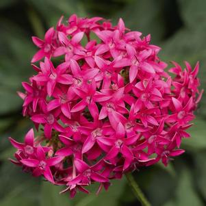 Pentas lanceolata 'Falling Star Hot Pink'