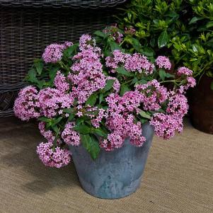 Pentas lanceolata 'Falling Star Pink Bicolor'