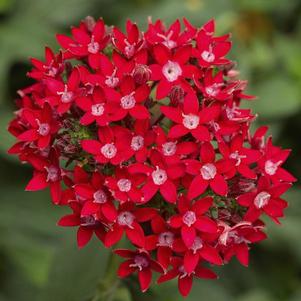 Pentas lanceolata 'Falling Star Red'