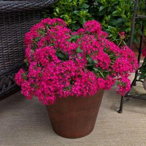 Pentas lanceolata 'Falling Star Rose'