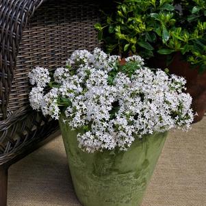 Pentas lanceolata 'Falling White'