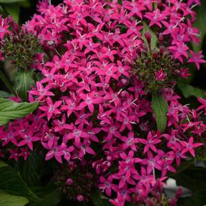 Pentas lanceolata 'Lucky Star Violet'