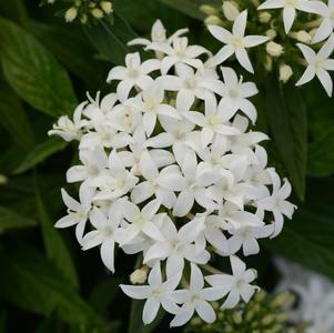 Pentas lanceolata 'Lucky Star White'