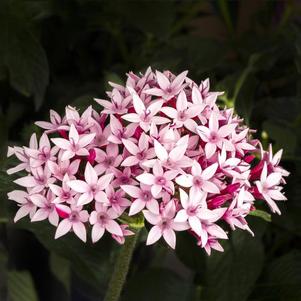 Pentas lanceolata 'Starcluster Appleblossom'