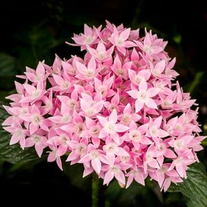 Pentas lanceolata 'Starcluster Pink'