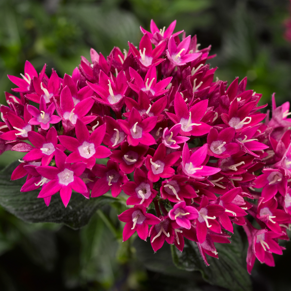 Pentas lanceolata 'Starcluster Violet'