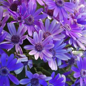 Pericallis hybrida 'Senetti Baby True Blue'