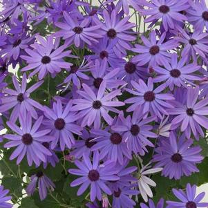 Pericallis hybrida 'Senetti Blue'