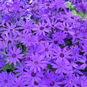 Pericallis hybrida 'Senetti Deep Blue'