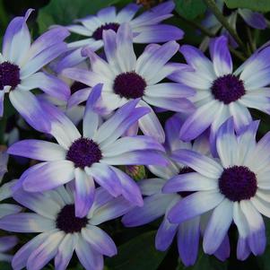 Pericallis hybrida 'Senetti Light Blue Bicolor'