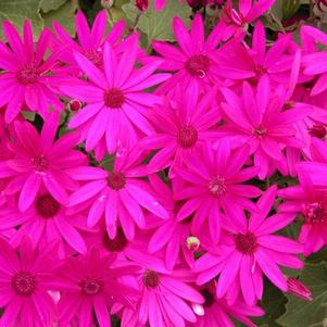 Pericallis hybrida 'Senetti Magenta'