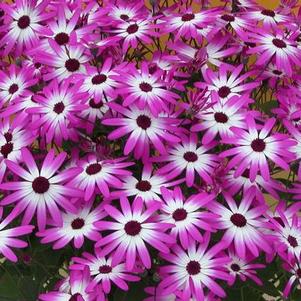 Pericallis hybrida 'Senetti Magenta Bicolor'