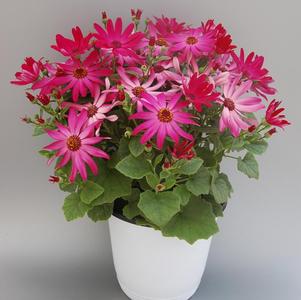 Pericallis hybrida 'Senetti Ruby Red'